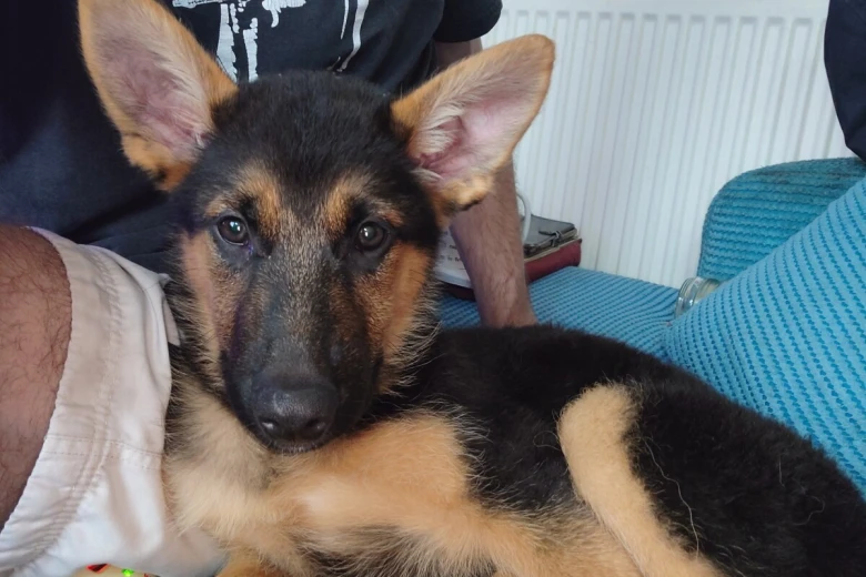 German Shepherd (Alsatian)