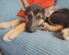 German Shepherd (Alsatian)
