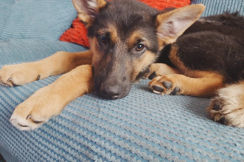 German Shepherd (Alsatian)
