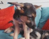 German Shepherd (Alsatian)