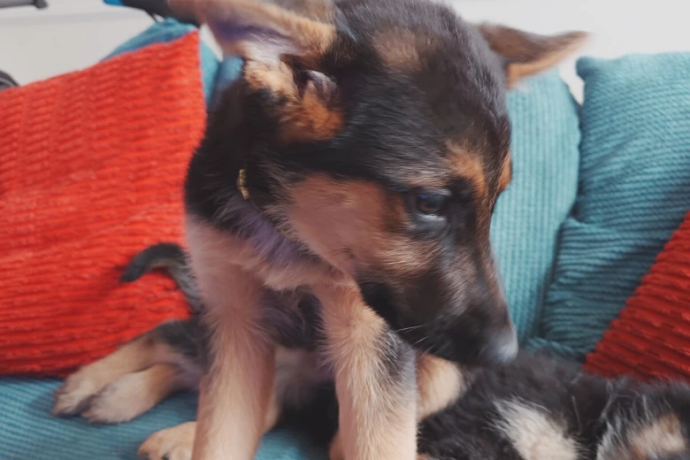 German Shepherd (Alsatian)