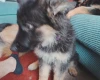 German Shepherd (Alsatian)