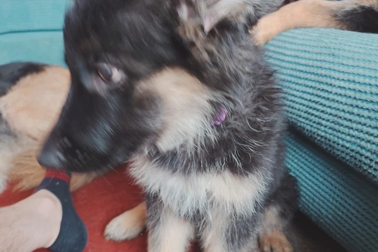German Shepherd (Alsatian)