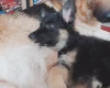 German Shepherd (Alsatian)