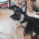 German Shepherd (Alsatian)