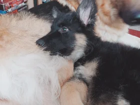 German Shepherd (Alsatian)