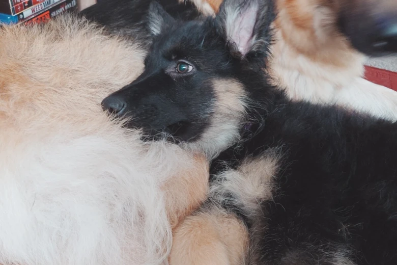 German Shepherd (Alsatian)