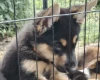 German Shepherd (Alsatian)