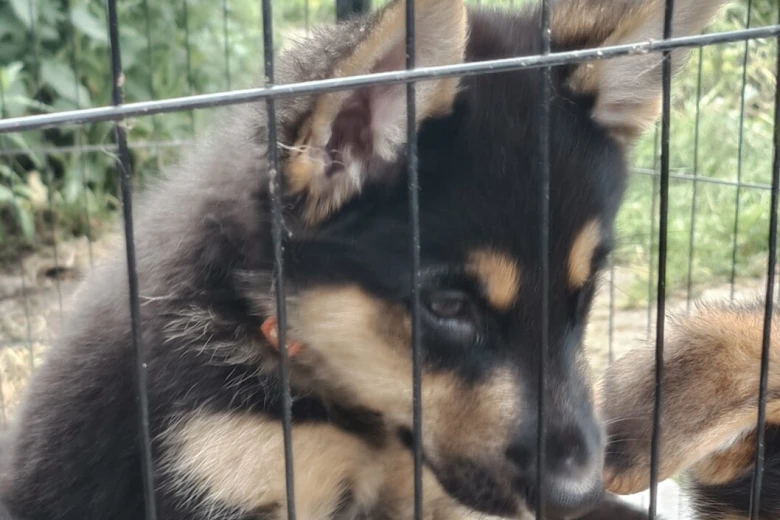 German Shepherd (Alsatian)