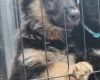 German Shepherd (Alsatian)