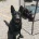 German Shepherd (Alsatian)