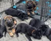 German Shepherd (Alsatian)