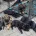 German Shepherd (Alsatian)
