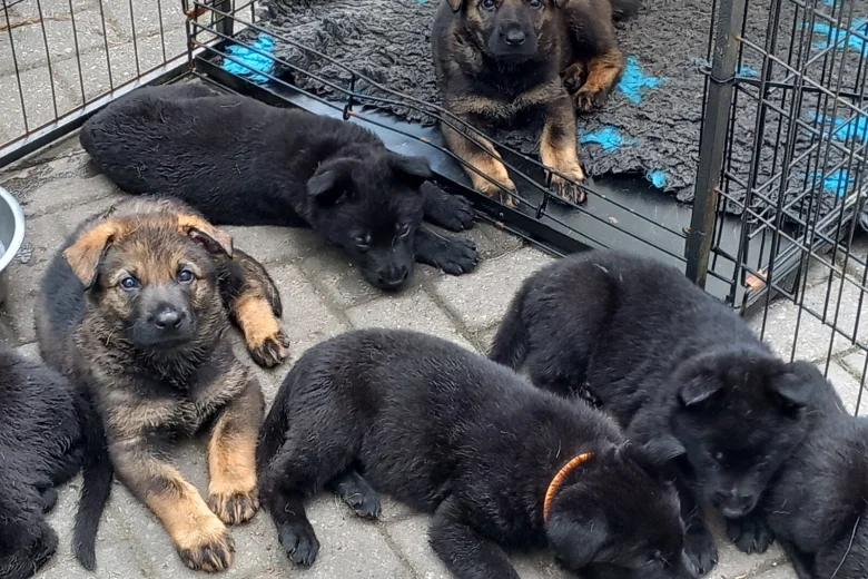 German Shepherd (Alsatian)