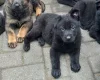 German Shepherd (Alsatian)