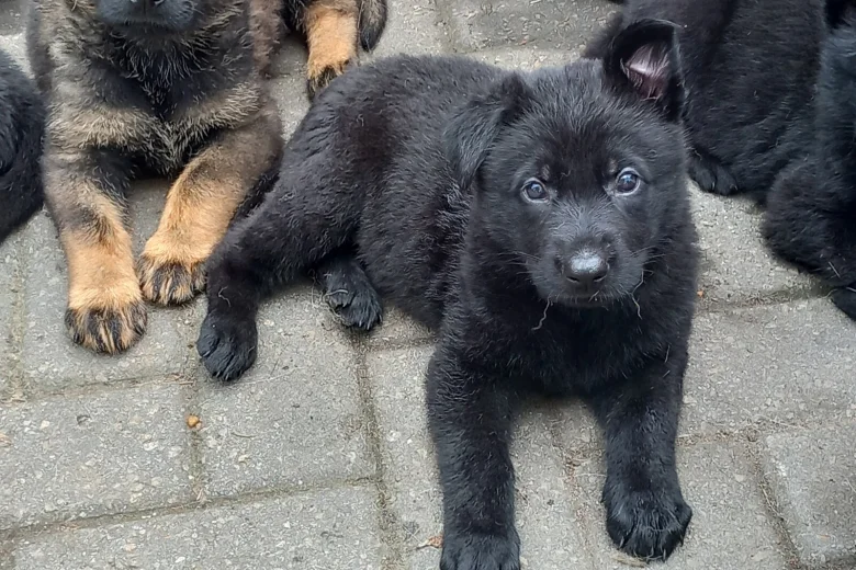 German Shepherd (Alsatian)