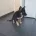 German Shepherd (Alsatian)