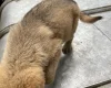 German Shepherd (Alsatian)