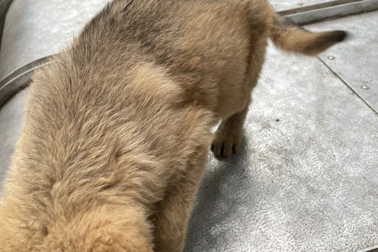 German Shepherd (Alsatian)