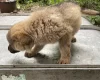 German Shepherd (Alsatian)