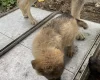 German Shepherd (Alsatian)