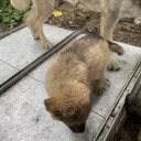 German Shepherd (Alsatian)