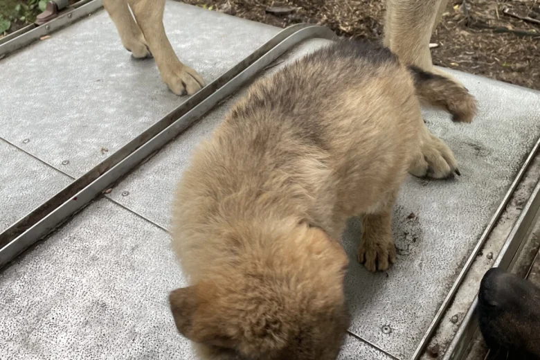 German Shepherd (Alsatian)