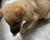 German Shepherd (Alsatian)