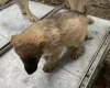 German Shepherd (Alsatian)