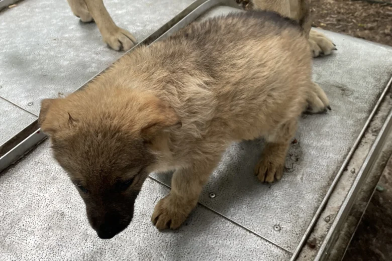 German Shepherd (Alsatian)