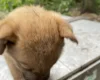 German Shepherd (Alsatian)
