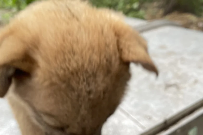 German Shepherd (Alsatian)