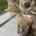 German Shepherd (Alsatian)