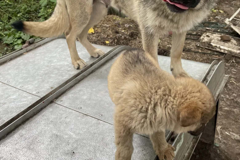 German Shepherd (Alsatian)