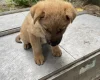 German Shepherd (Alsatian)