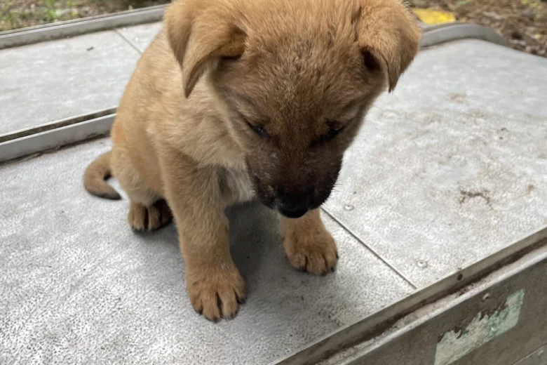 German Shepherd (Alsatian)