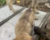 German Shepherd (Alsatian)
