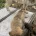 German Shepherd (Alsatian)