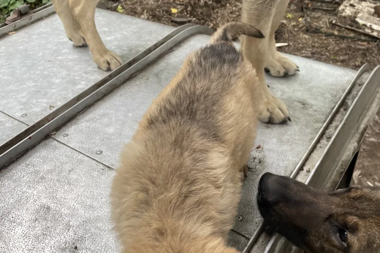 German Shepherd (Alsatian)