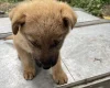 German Shepherd (Alsatian)