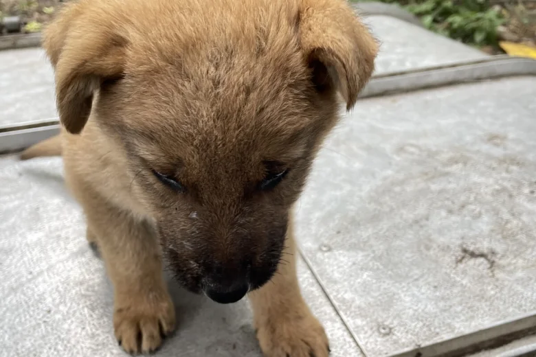 German Shepherd (Alsatian)