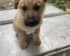 German Shepherd (Alsatian)