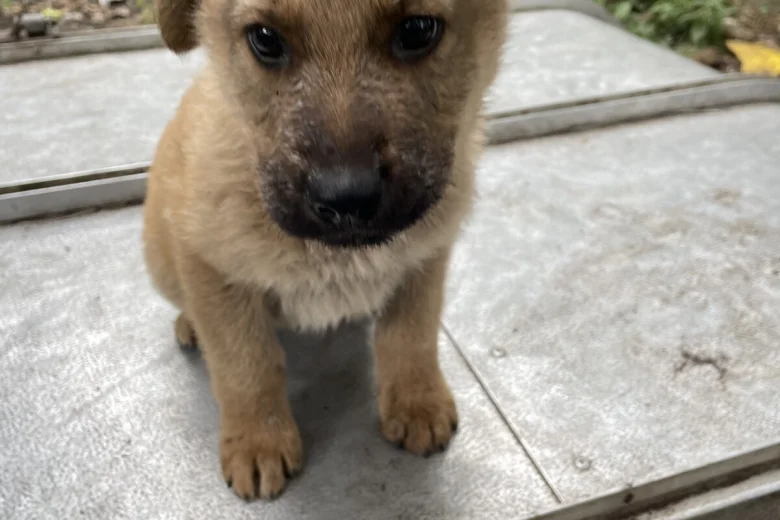 German Shepherd (Alsatian)