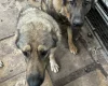 German Shepherd (Alsatian)