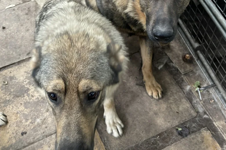 German Shepherd (Alsatian)