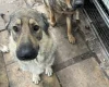 German Shepherd (Alsatian)