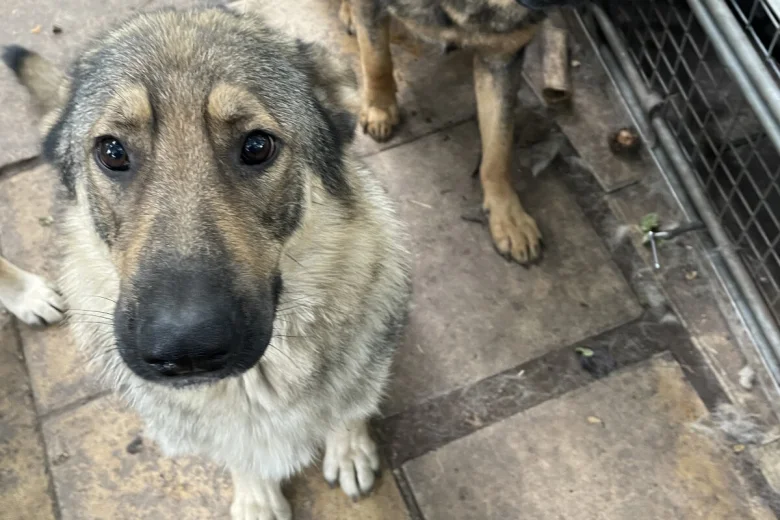 German Shepherd (Alsatian)
