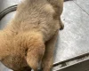 German Shepherd (Alsatian)
