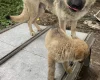 German Shepherd (Alsatian)
