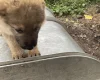 German Shepherd (Alsatian)